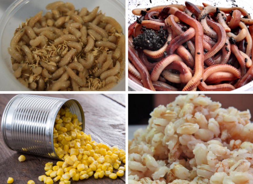 Наживки для риболовлі