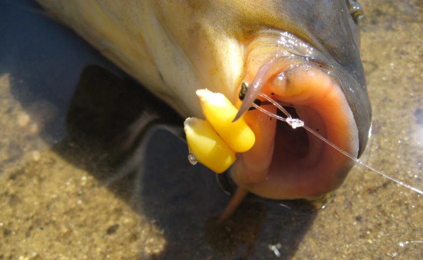 Ловля сазана на кукурудзу Ловля сазана на кукурудзу