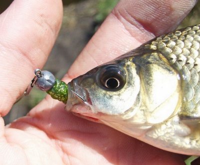 Як ловити карася на спінінг