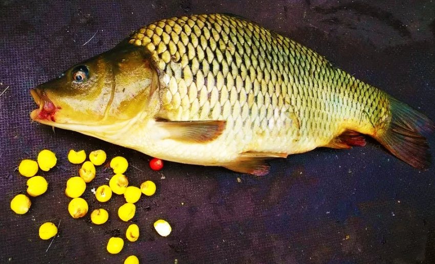 Ловля сазана на кукурудзу Ловля сазана на кукурудзу