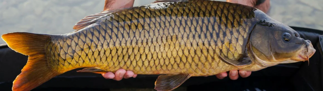 Як ловити сазана на кукурудзу, вибір і монтаж снастей для риболовлі