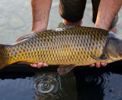 Як ловити сазана на кукурудзу, вибір і монтаж снастей для риболовлі