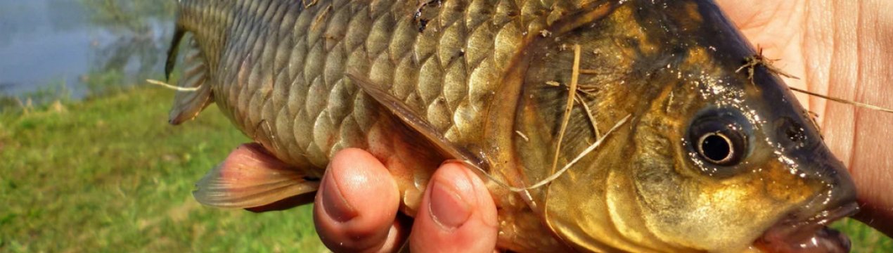 Як приготувати тісто для лову карася