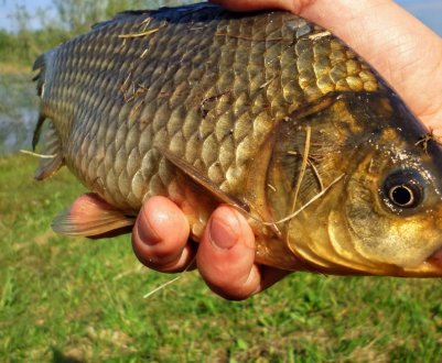 Як приготувати тісто для лову карася