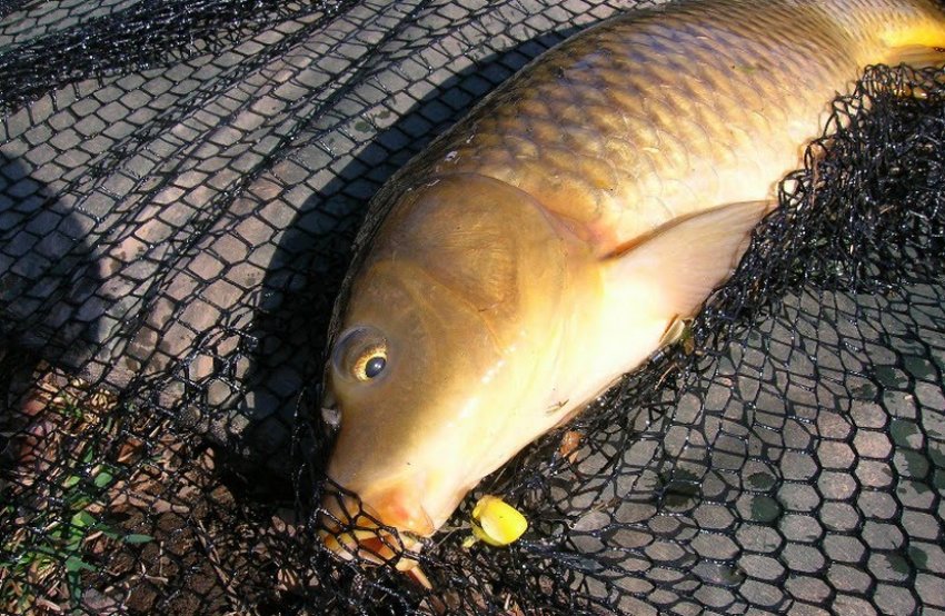 Ловля сазана на кукурудзу Ловля сазана на кукурудзу