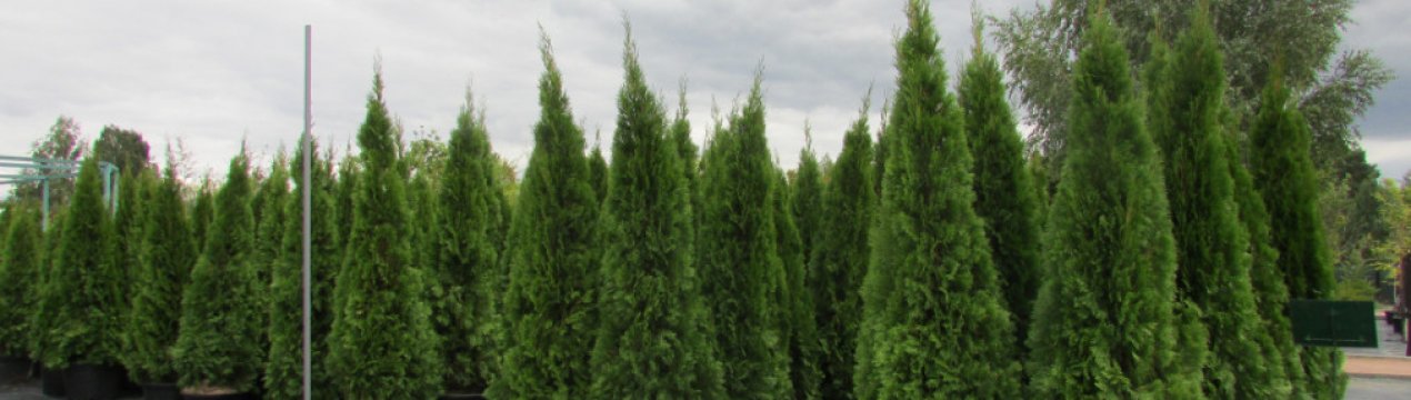 Способи розмноження туї в домашніх умовах