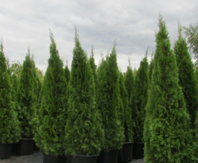 Способи розмноження туї в домашніх умовах