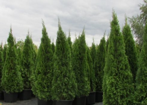 Способи розмноження туї в домашніх умовах