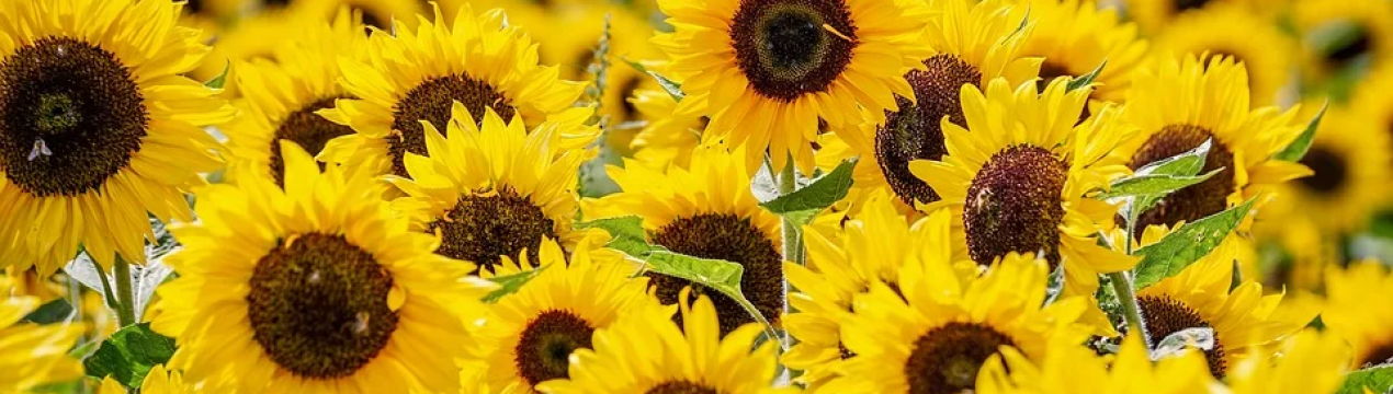 Росія: нові рекорди з виробництва рослинної олії