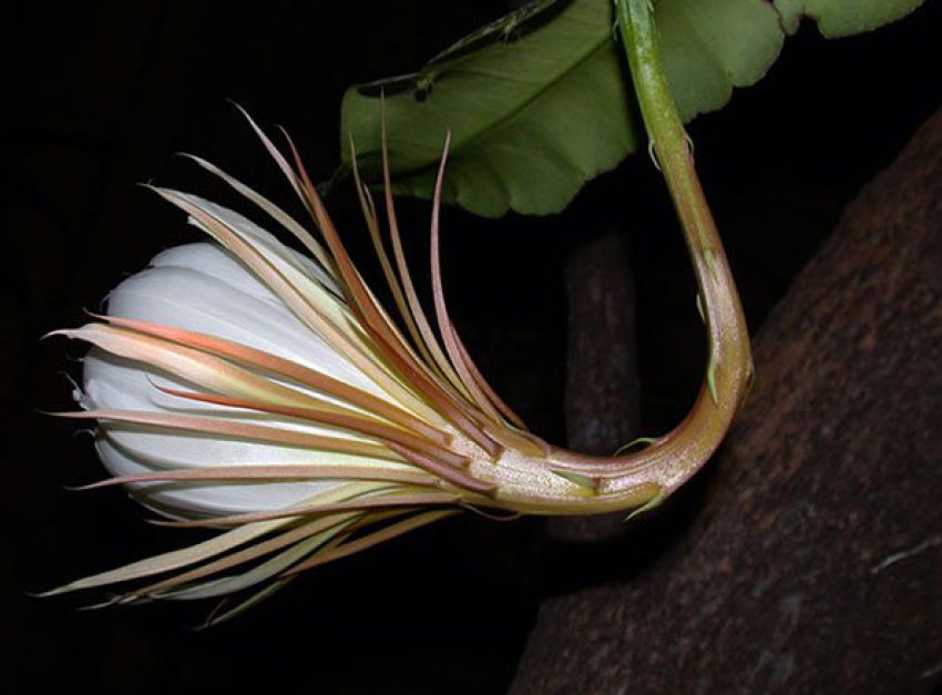 Кактус Томаса