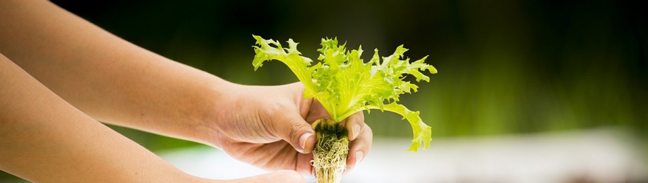 На курорті Балі відкрилася гідропонна ферма