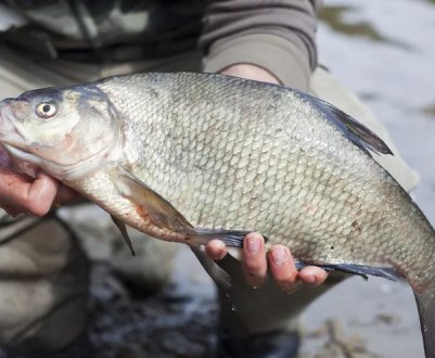 Як приготувати перловку для лову ляща