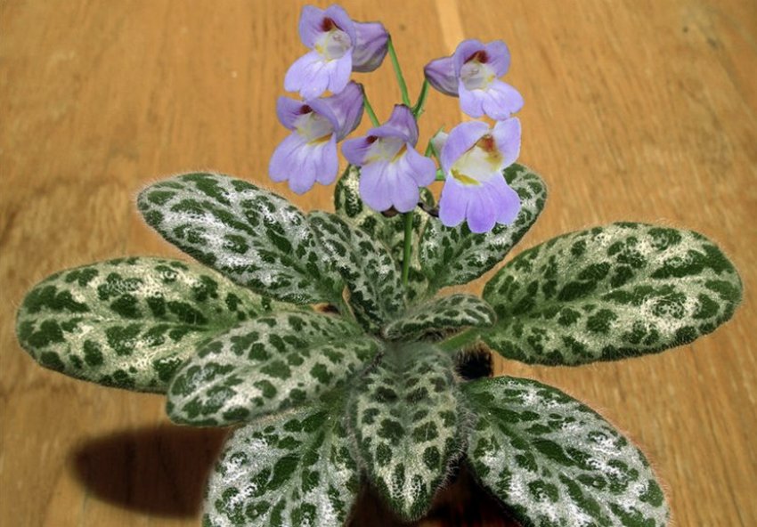 Китайська хирита