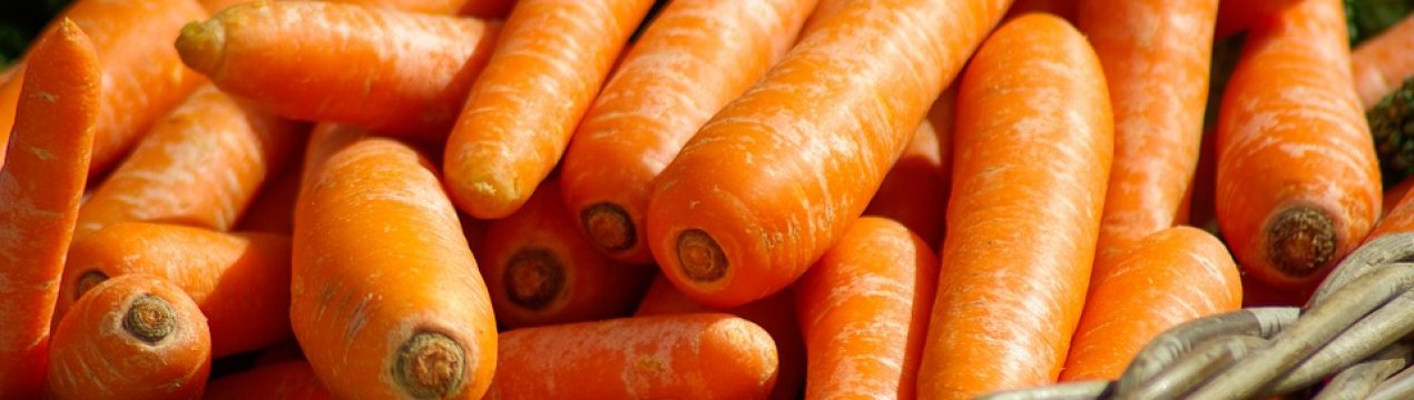 У Польщі до цих пір збирають врожай моркви