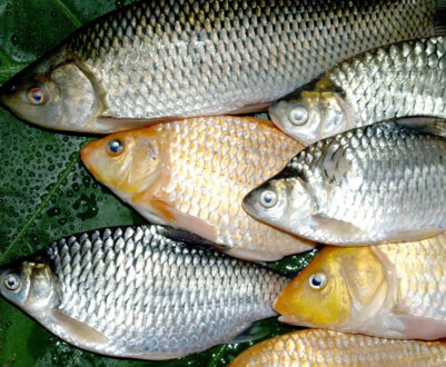 Які бувають карасі: опис і назви різновидів