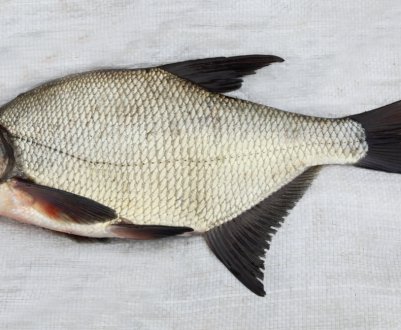 Як правильно чистити ляща від луски