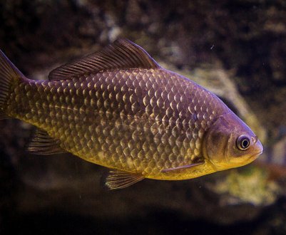 Який найбільший спійманий у світі та в Росії карась