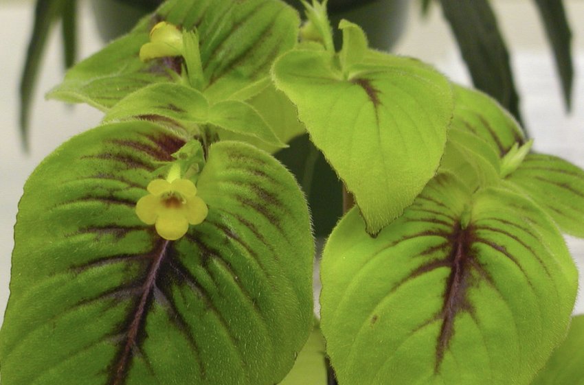 Микробанановая хирита