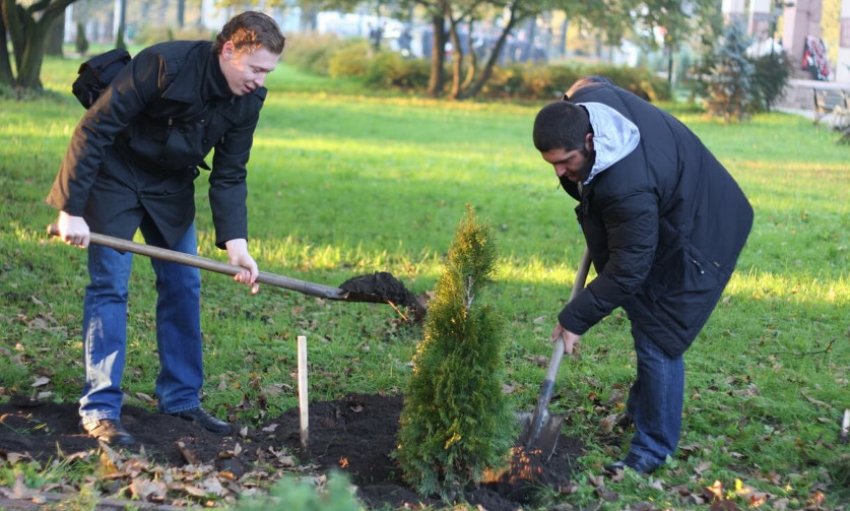 Посадка туї Посадка туї