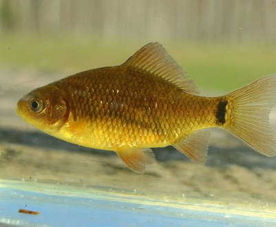 Найкраща погода для лову карася, коли добре клює риба