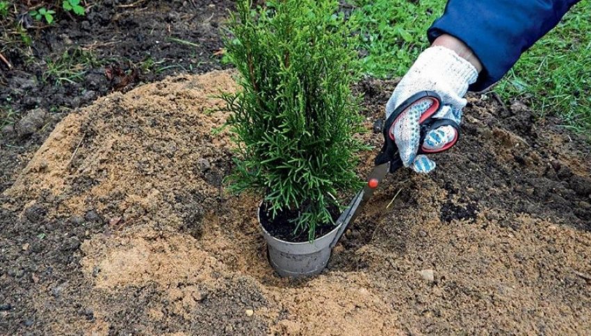 Посадка туї Посадка туї