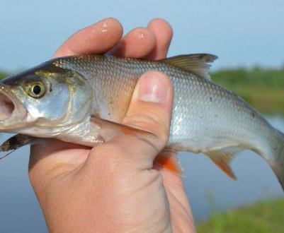 Виготовлення та застосування вабіка для лову жереха
