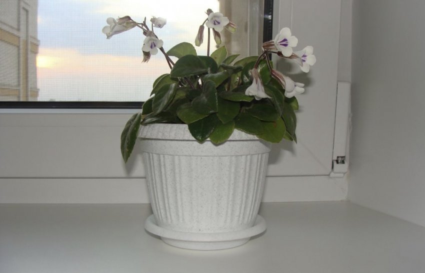 Хирита на підвіконні