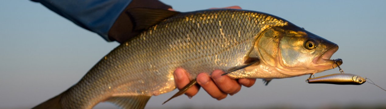 Ловля жереха на пількер