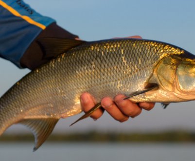 Ловля жереха на пількер
