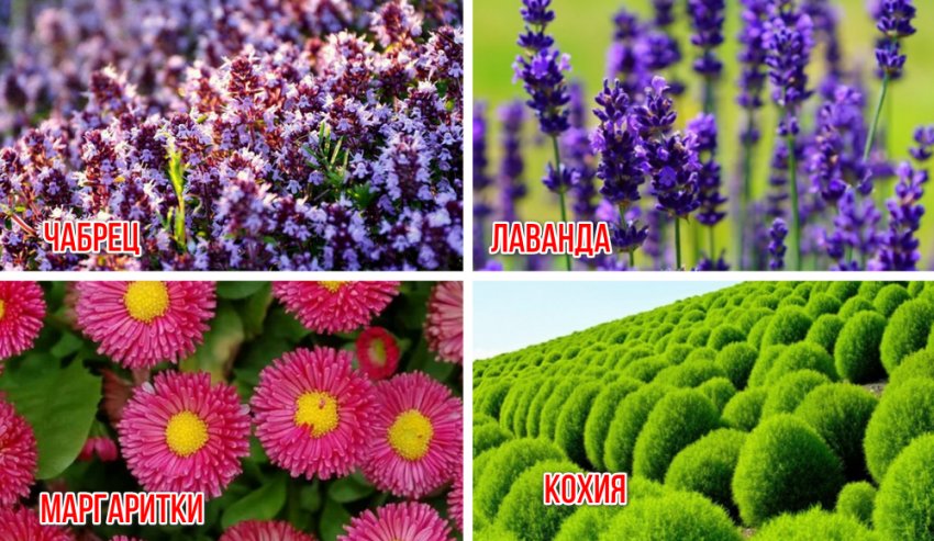 Рослини для створення живого бордюру Рослини для створення живого бордюру