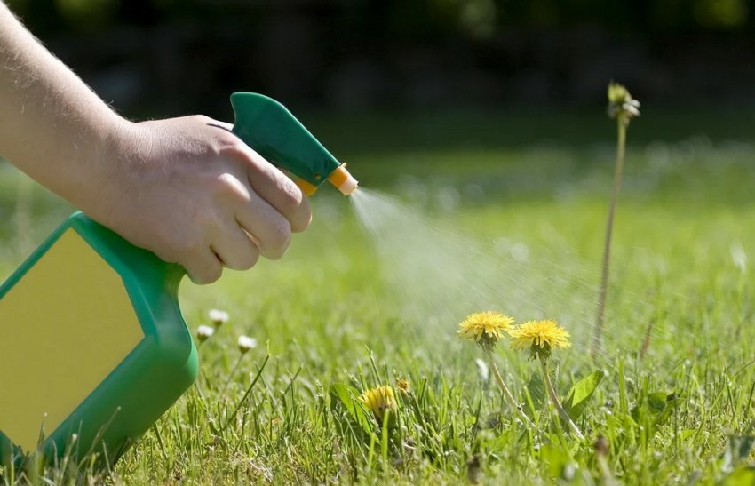 Боротьба з квітами на газоні Боротьба з квітами на газоні