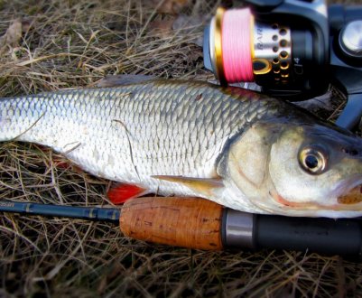 Особливості лову жереха на Волзі