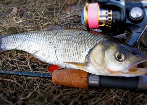 Особливості лову жереха на Волзі