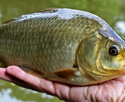 Найкращий час для упіймання карася