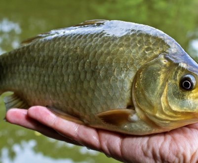 Терміни початку та тривалості нересту карася