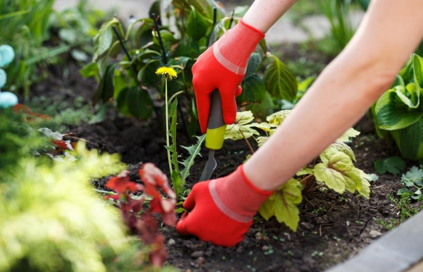 Прополка клумби від сорної трави Прополка клумби від сорної трави