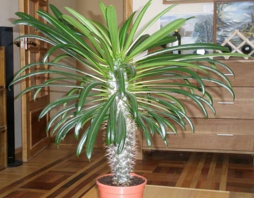 Пахіподіум Ламера