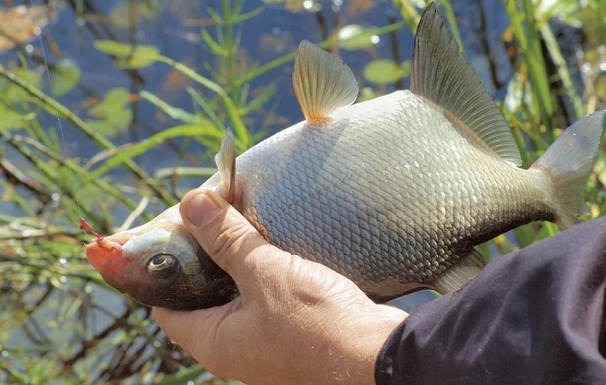 Ловля ляща Ловля ляща