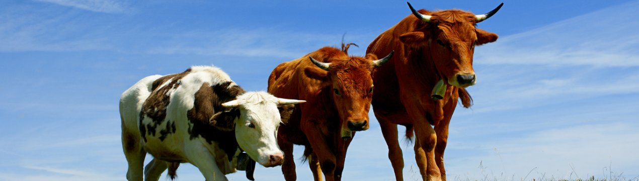 Чим лікувати актиномікоз у корови