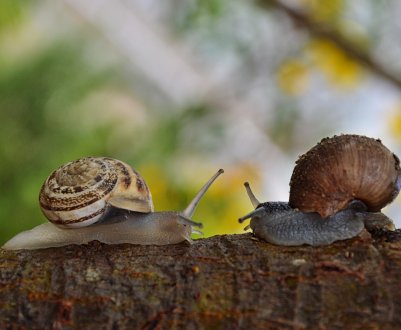 Кілька успішних хитрощів з "приборкування" садових равликів і слизняків