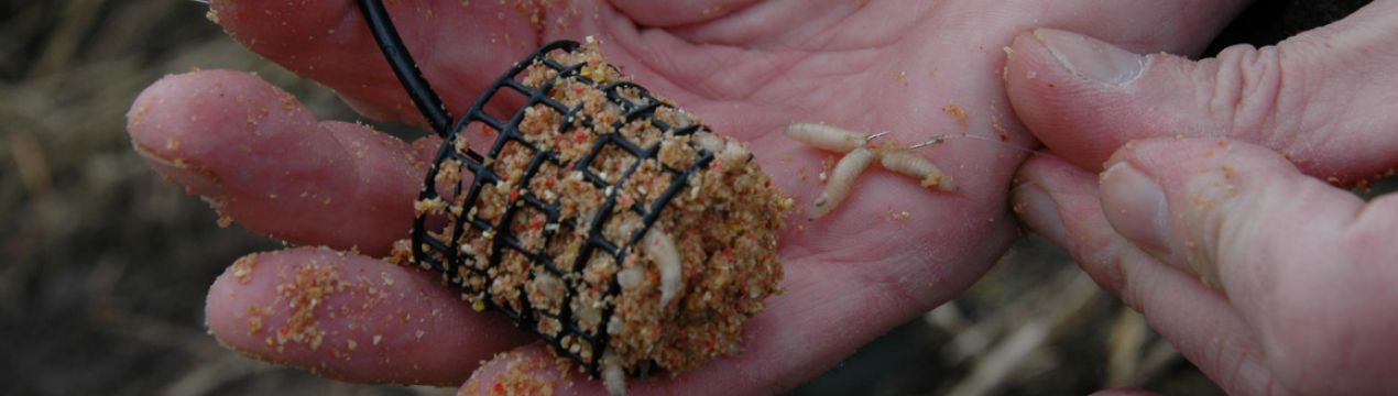 Як приготувати підгодовування для ляща