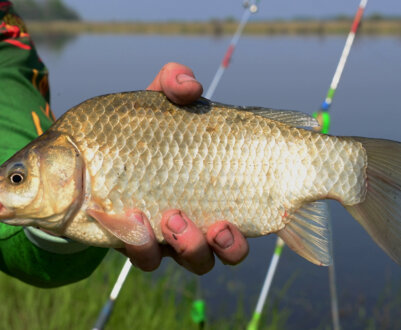 Особливості лову карася