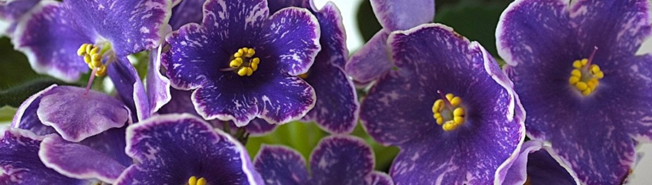 Фіалка «Родзинки»: вирощування і догляд в домашніх умовах