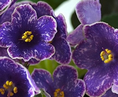 Фіалка «Родзинки»: вирощування і догляд в домашніх умовах