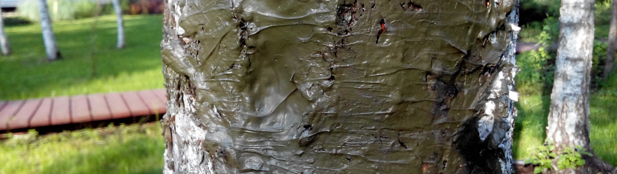 5 рецептів садового вара для вашої дачі