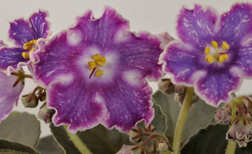 Фіалка родзинки