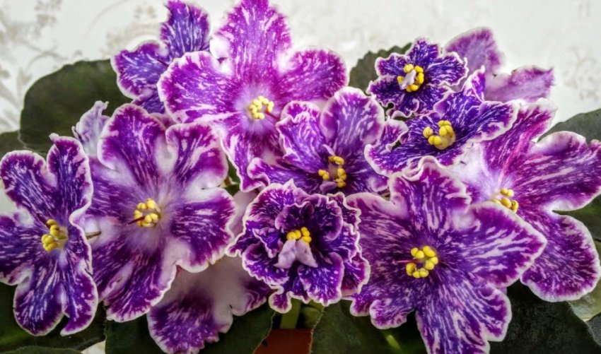 Фіалка родзинки