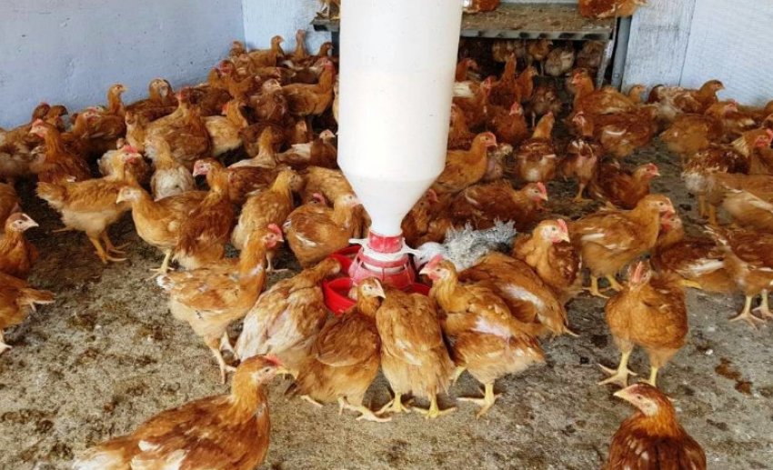 Кури редбро