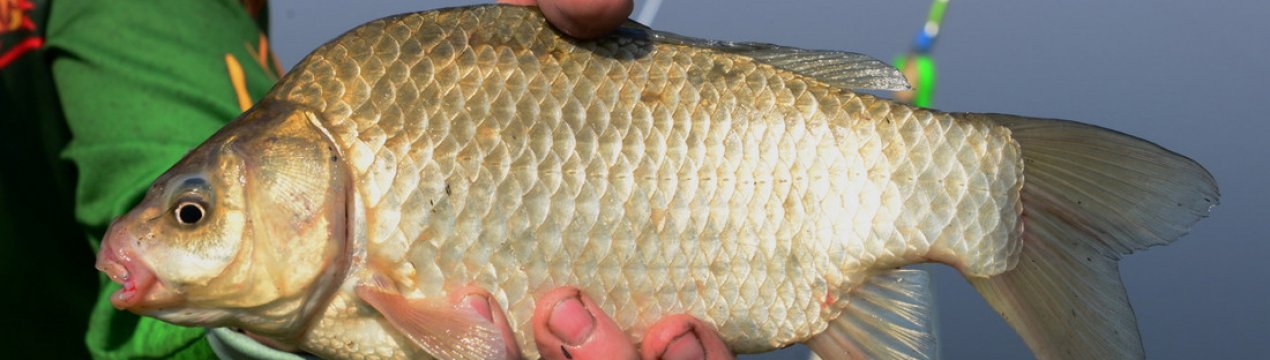 Періоди жора у карася