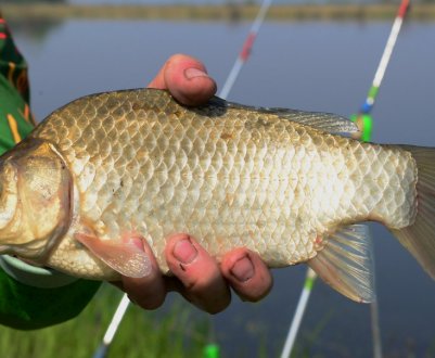 Періоди жора у карася